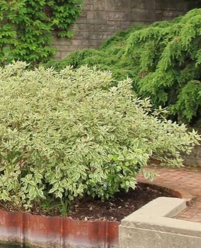 Дерен белый (Cornus alba) Ivory Halo