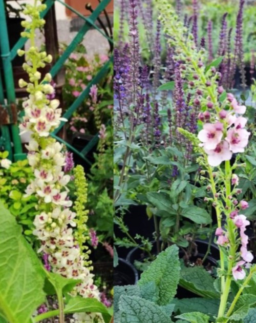 Вербаскум (Verbascum hybrida) MIX сортов Mont Blanc и Southern Charm