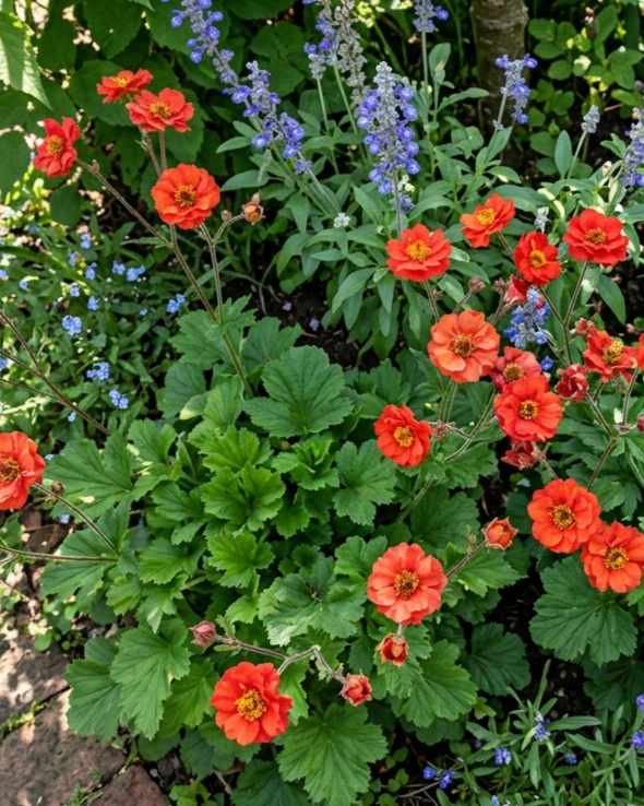Гравилат чилийский "Миссис Бредшоу "(Geum quellyon Mrs. Bradshaw)